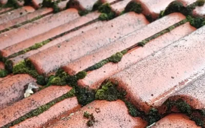 Varför är det viktigt att ta bort mossa och annan påväxt på taket?