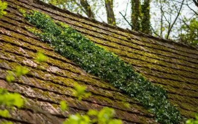 Bästa tiden för taktvätt i Uppsala – säsongsguide för villaägare